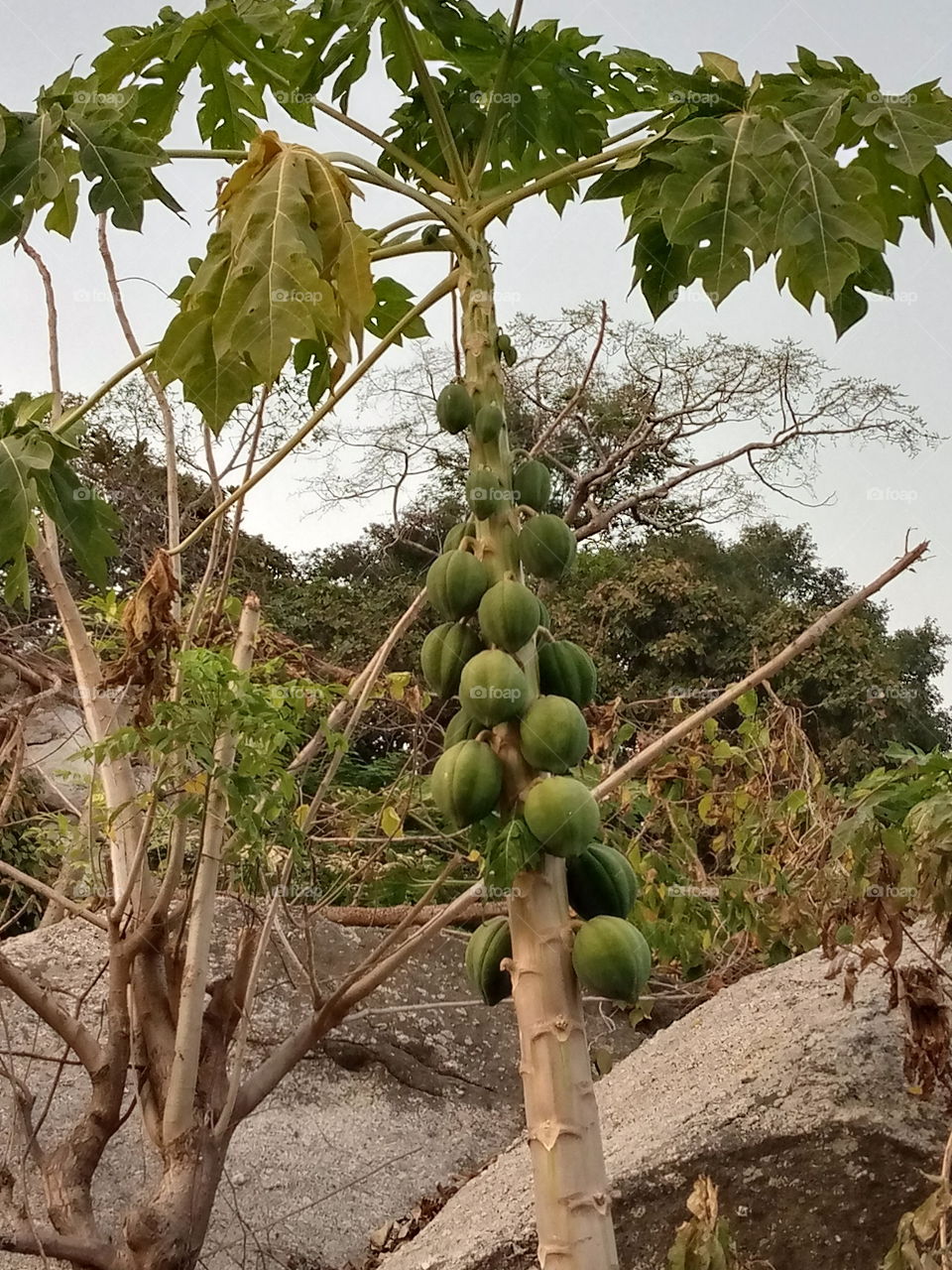 Pawpaw tree on the rock