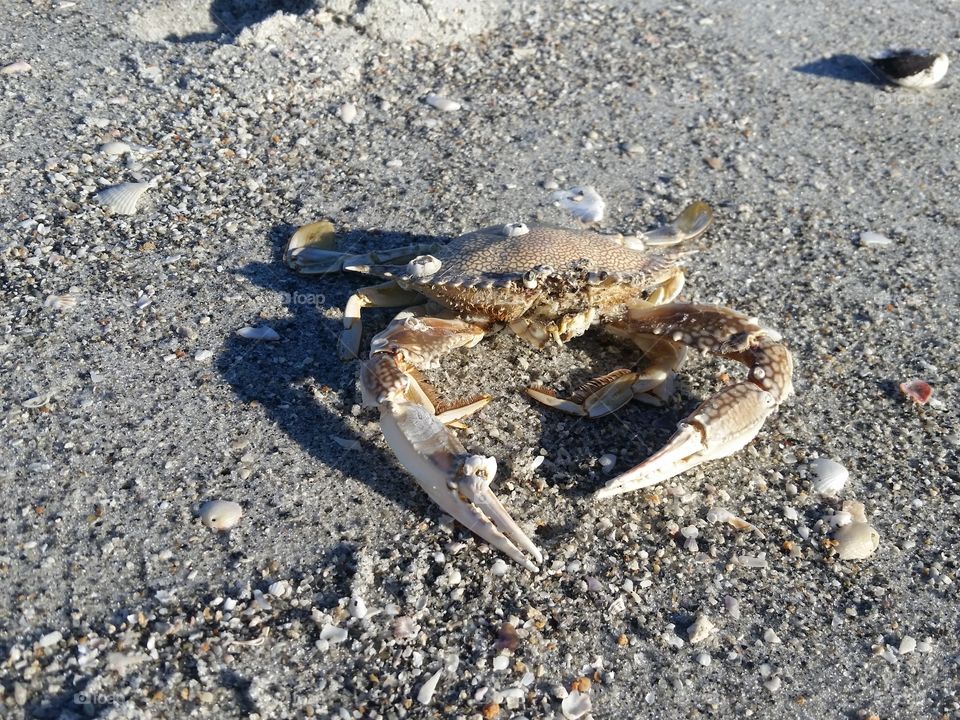 beach crab