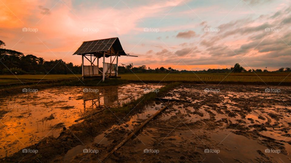 The hut in the middle of the rice fields with the sunset in the background