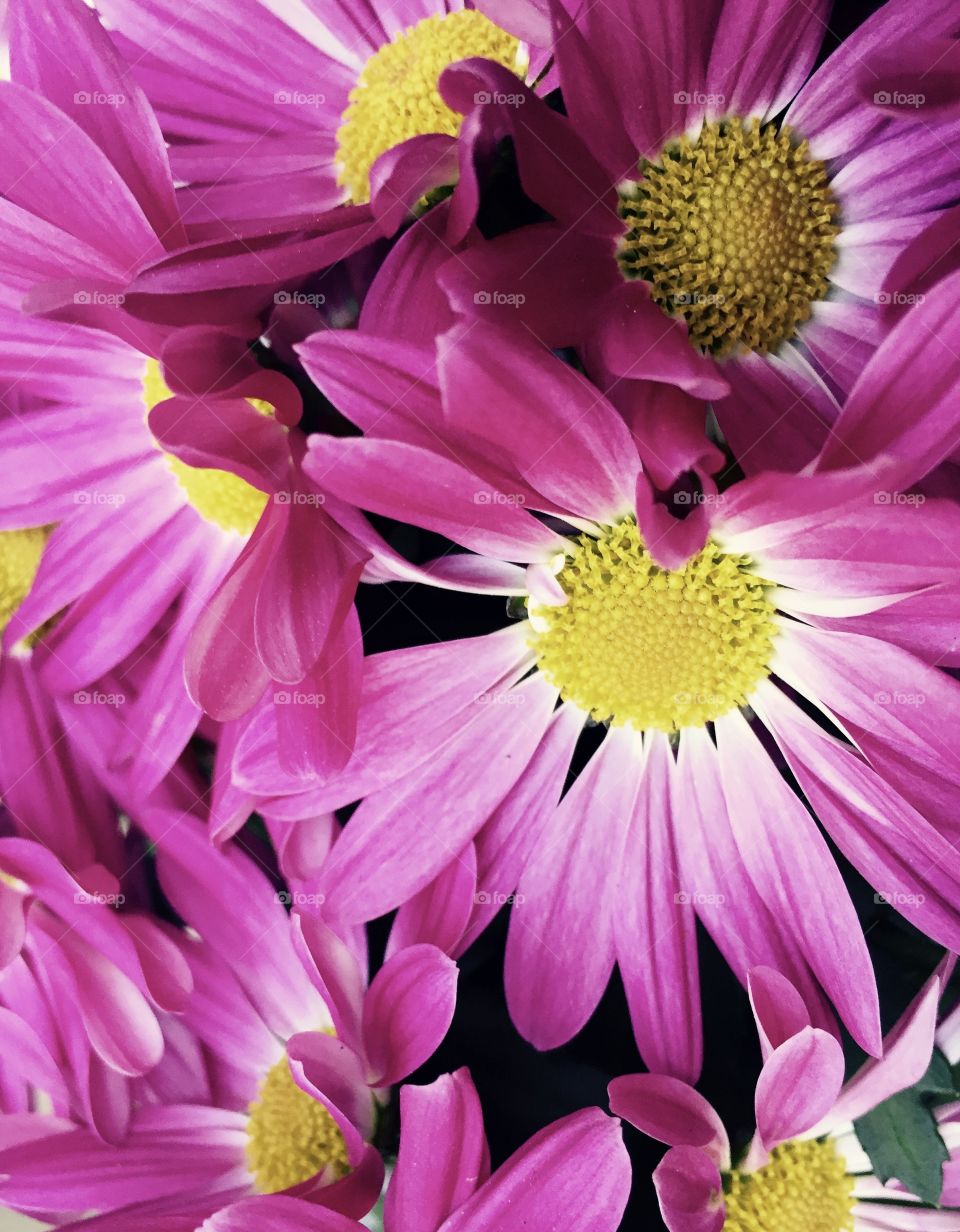 Pink daisies