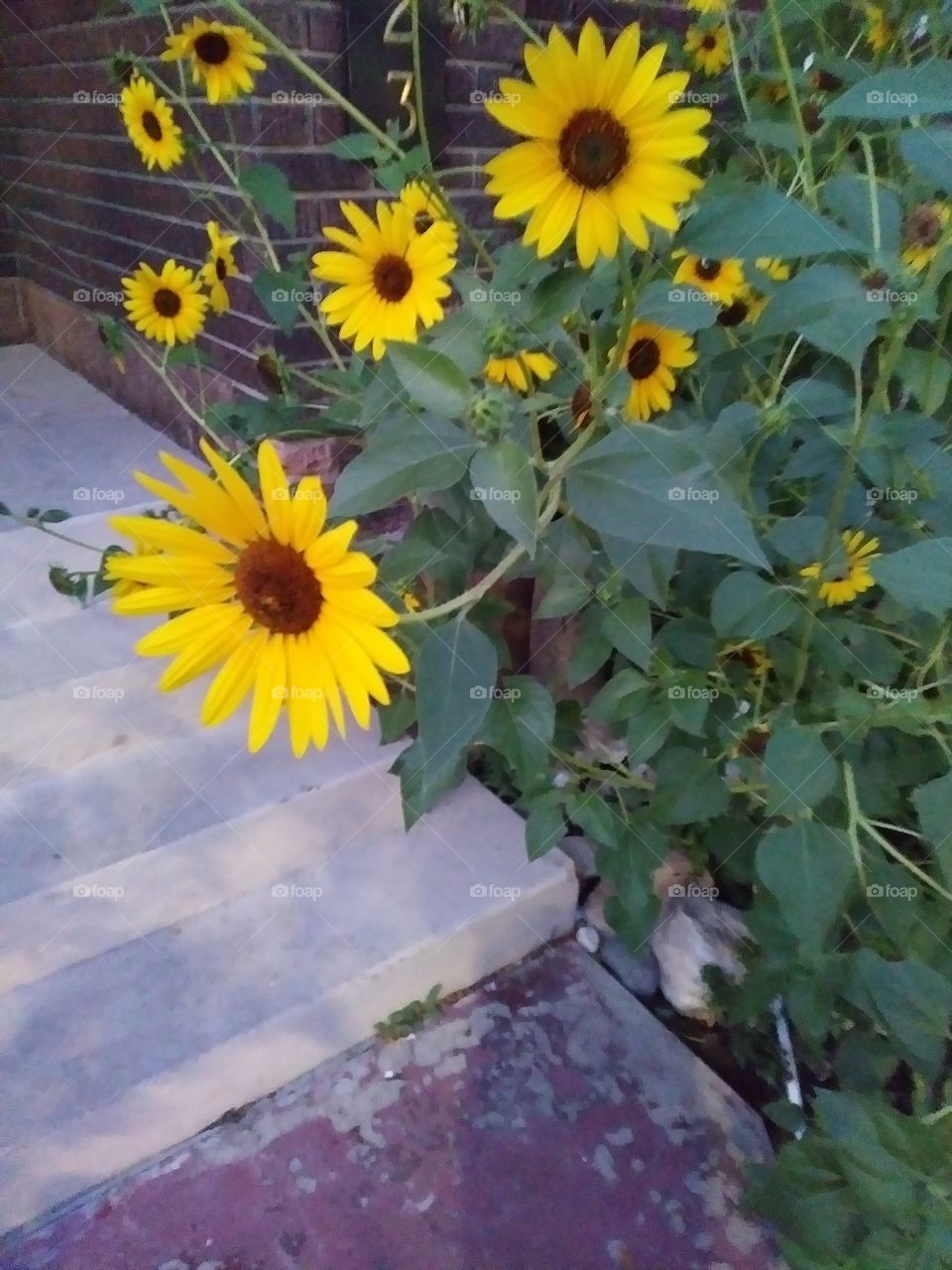 sunflowers will follow the sun through out the day