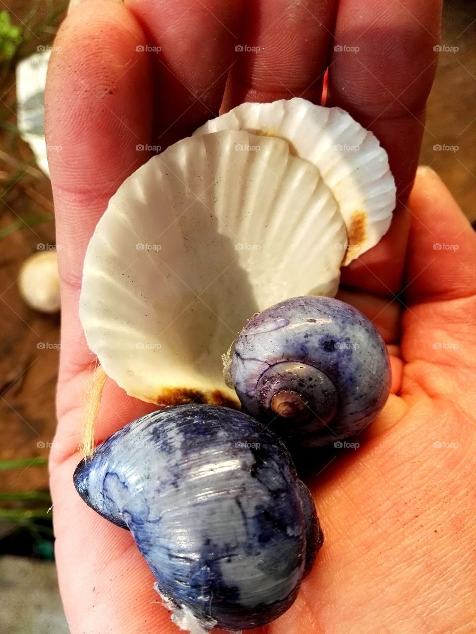 shells on hand