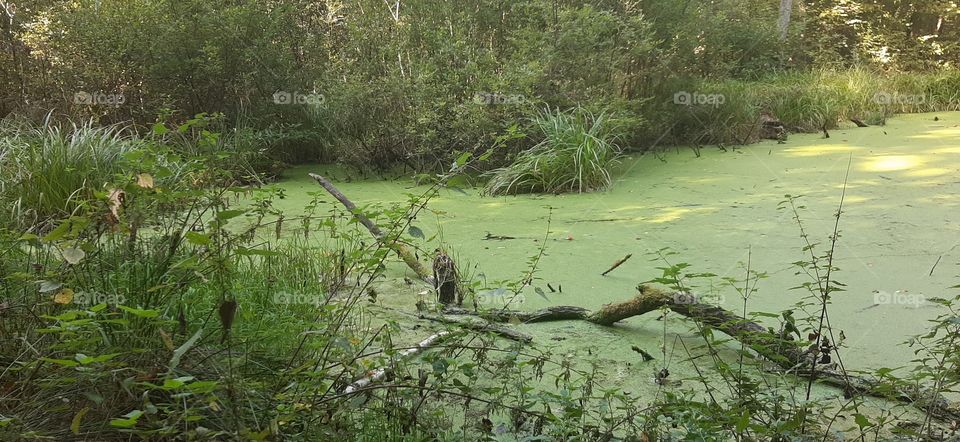 green pond with stick