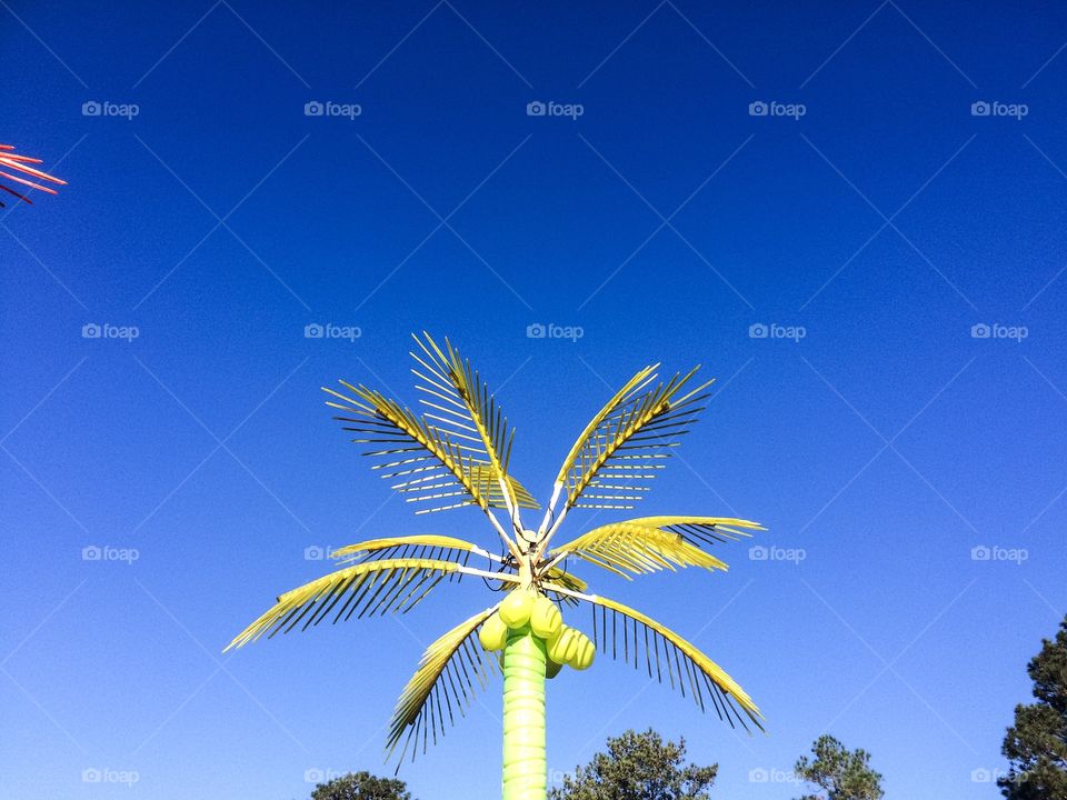 Lime green palm tree