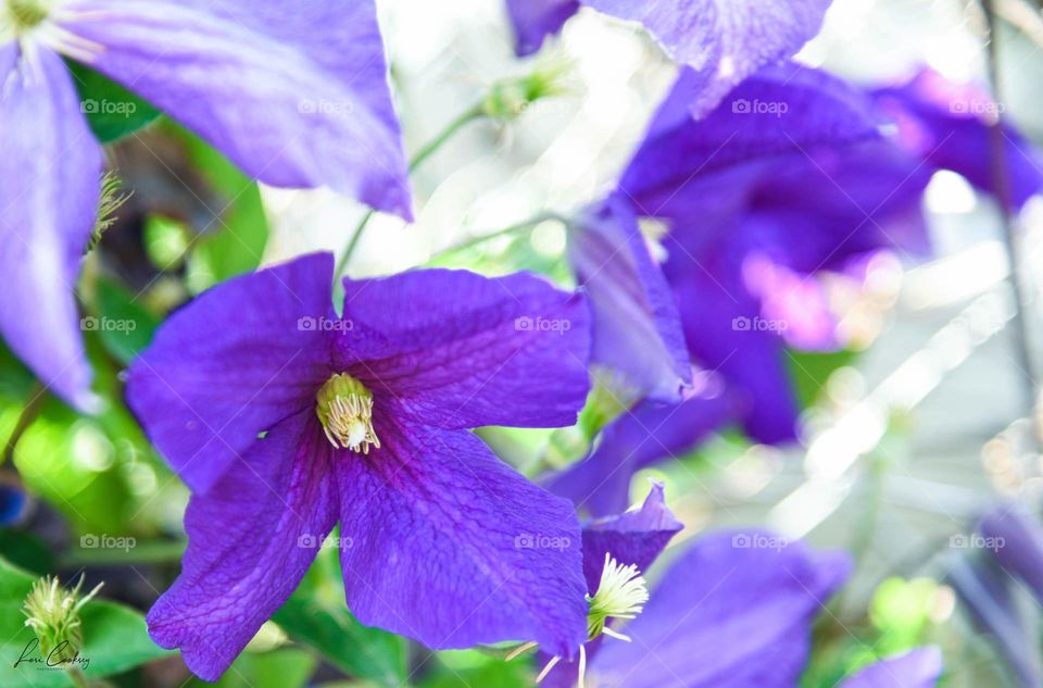 Purple Fades to a Blur