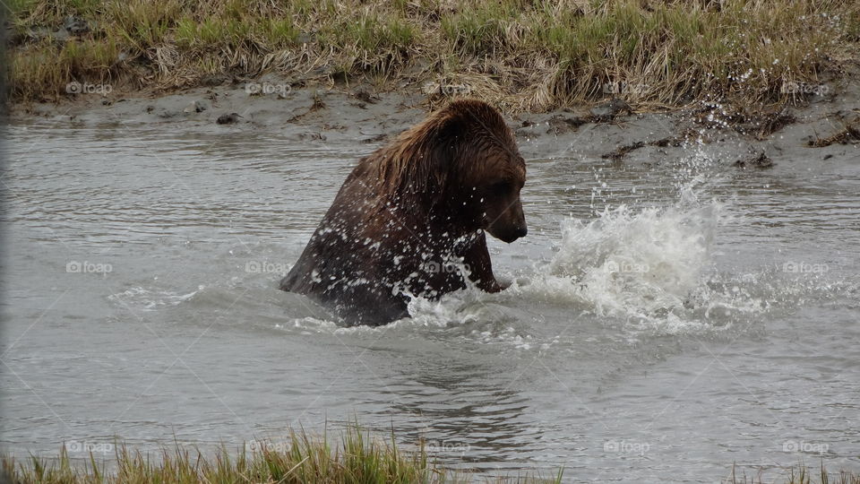 Brown Bear in Alaska