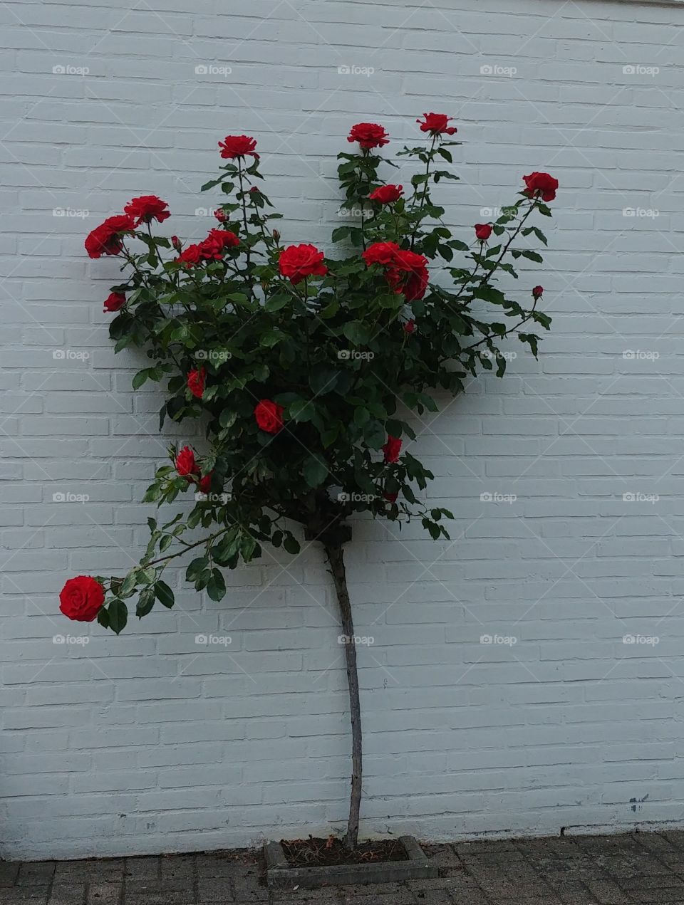 rosenstrauch Rose red rot love Liebe