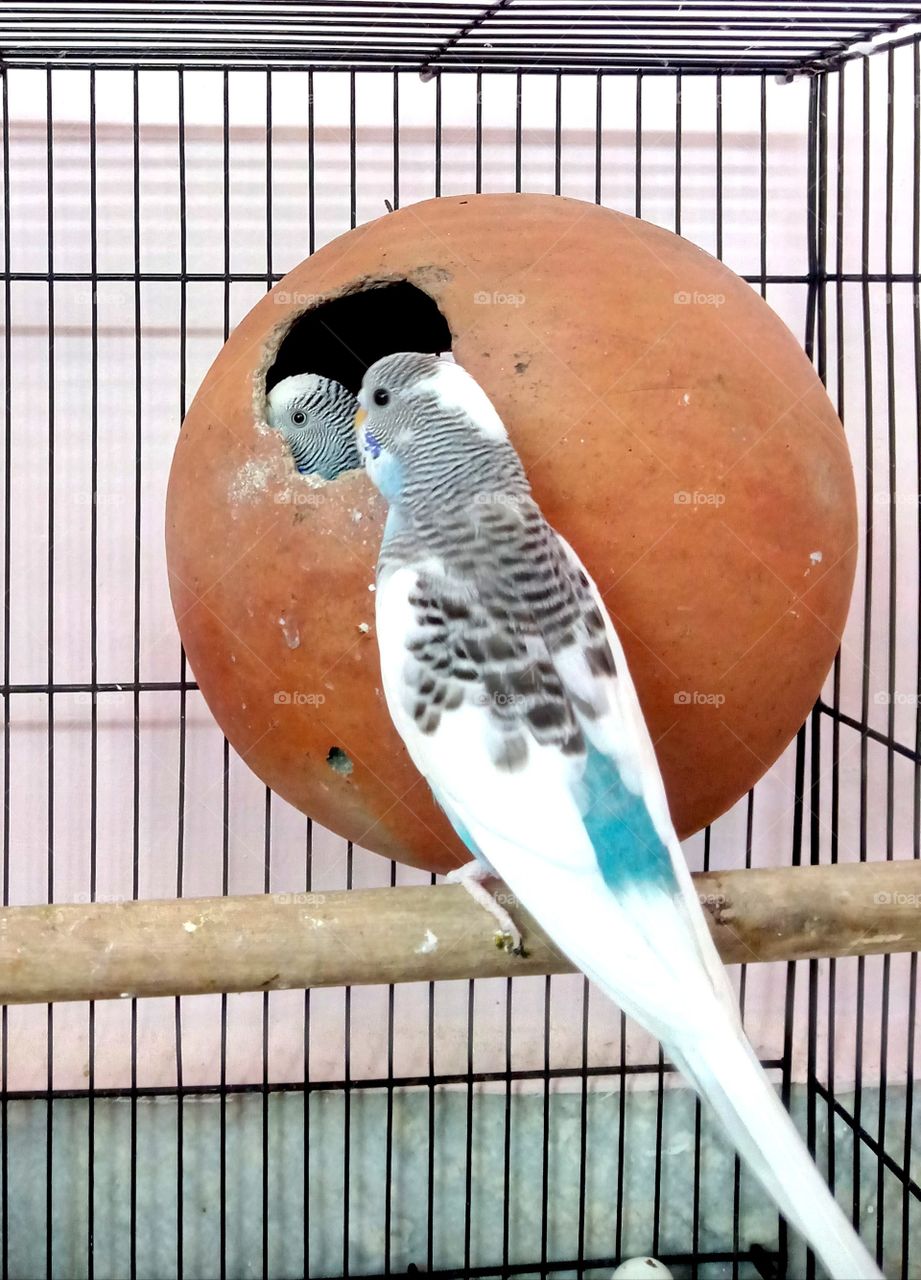 bird's beautiful feeling love