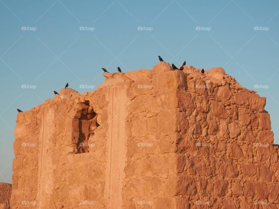 Birds on Ancient Stone