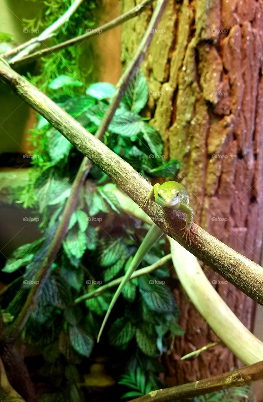 Green Lizard On Tree Branch