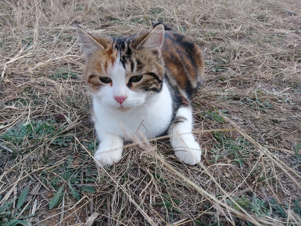 Young calico cat outdoors in grass