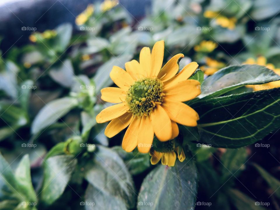 🌼