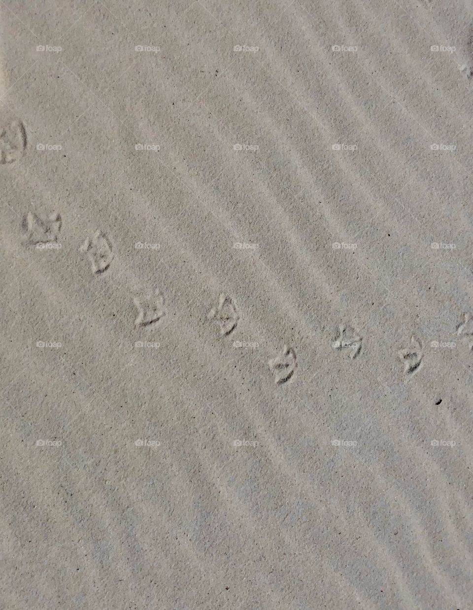 Tracking a seagull across wind rippled sand