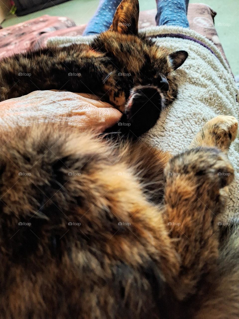 Caressing a tortoiseshell cat snuggled belly up on a lap on a fluffy blanket.