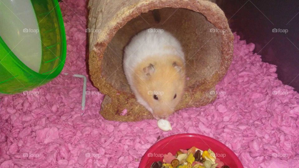 Hamster dinnertime