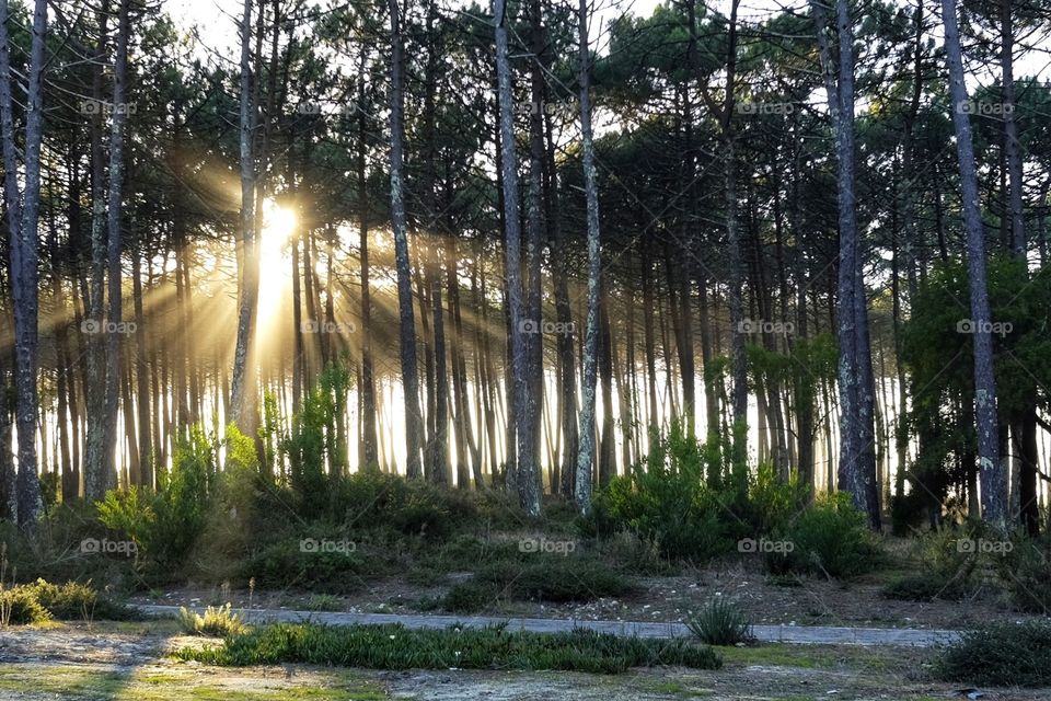 Rays of light penetrate the trees of the forest