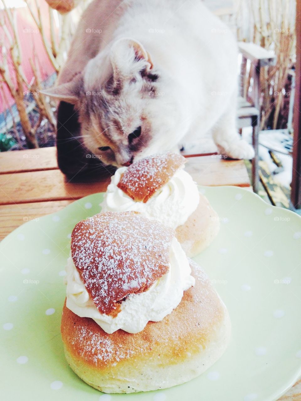 semla and cat