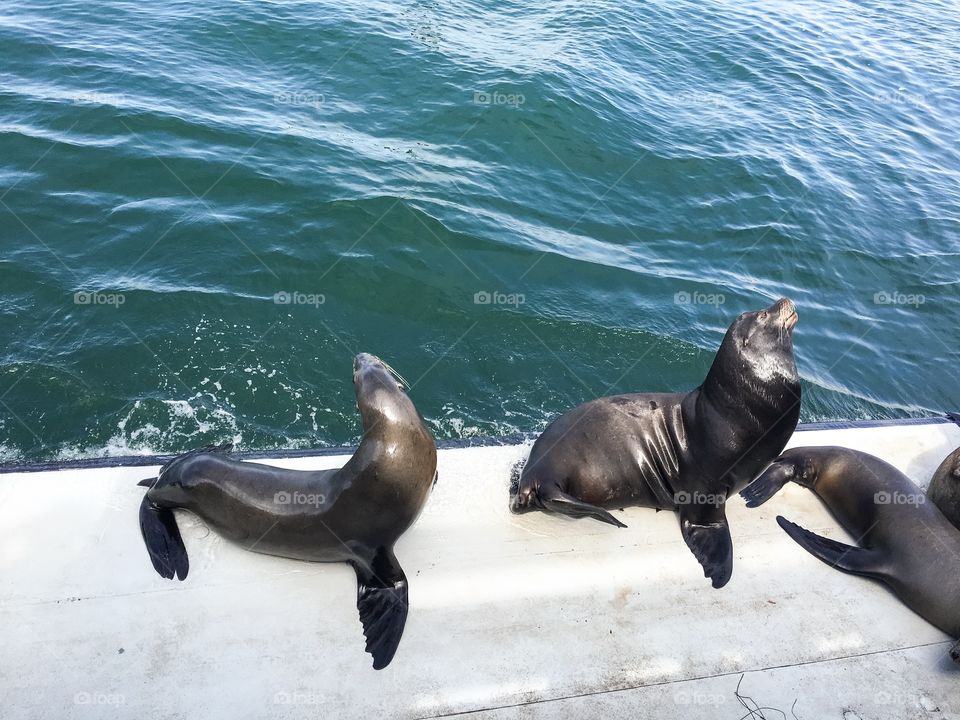 Sea lions