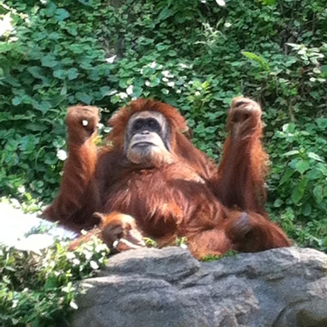 Orangutan with arms up . Cute orangutan at zoo with arms up
