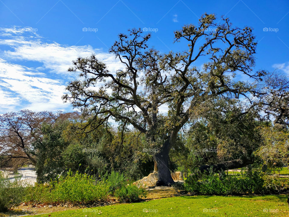An oak tree beautifully standing tall on a bright sunny southern winter day surrounded by native plants. This is the second oldest park in the United States of America and was once a native American village for the Payaya Indians.