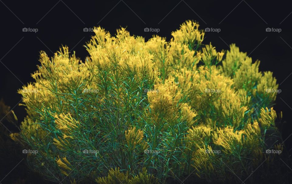 Yellow Rabbitbrush - hardy plant, this one growing in an ancient lava flow