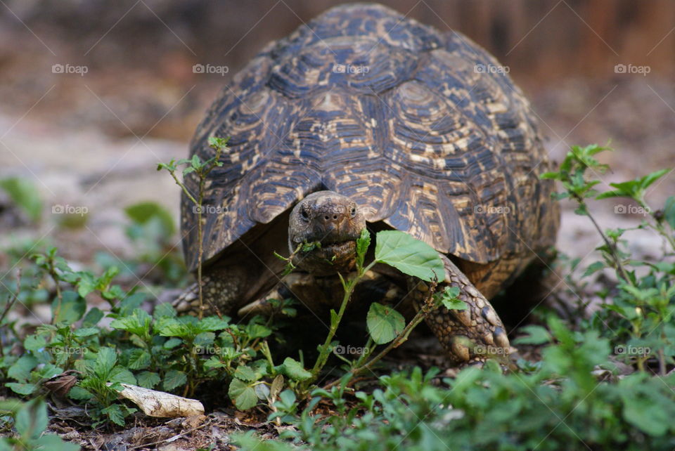 eating tortoise