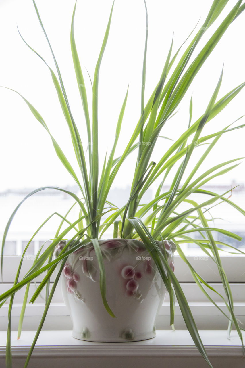Close-up of potted plant