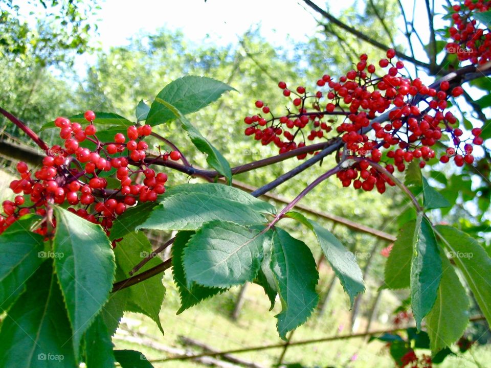 Chokecherry berries growing in the wild 