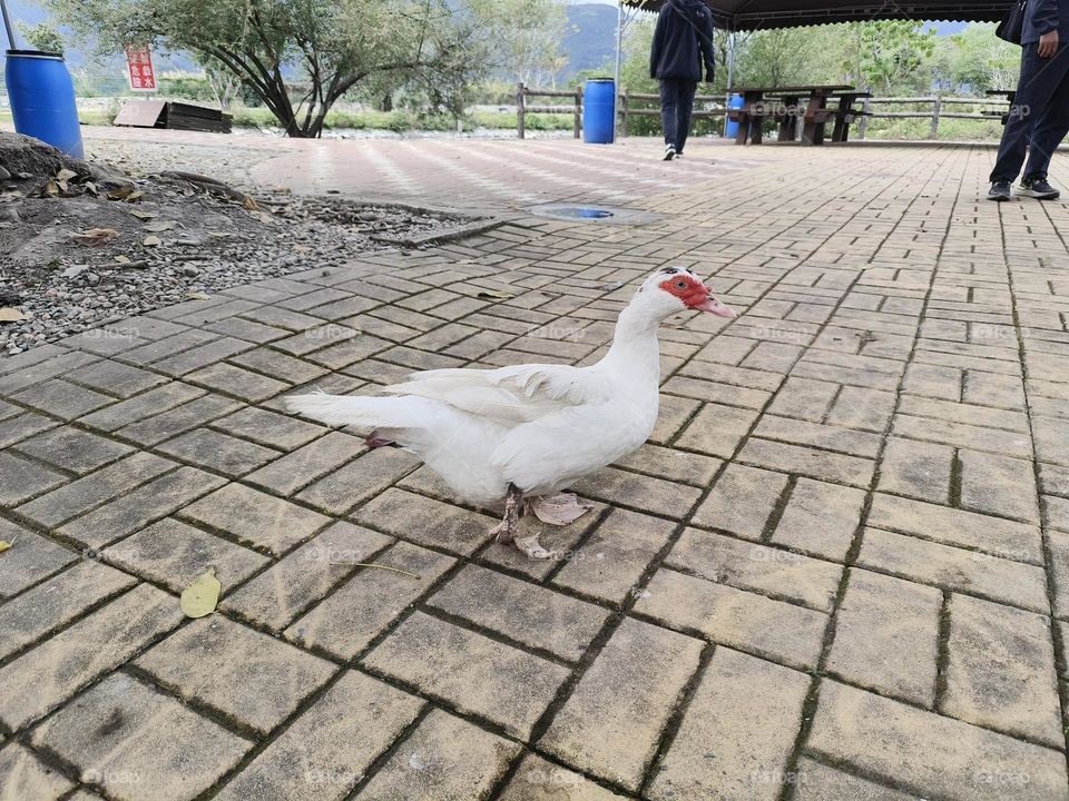 Red-faced Muscovy Duck in Luye Township, Taitung County