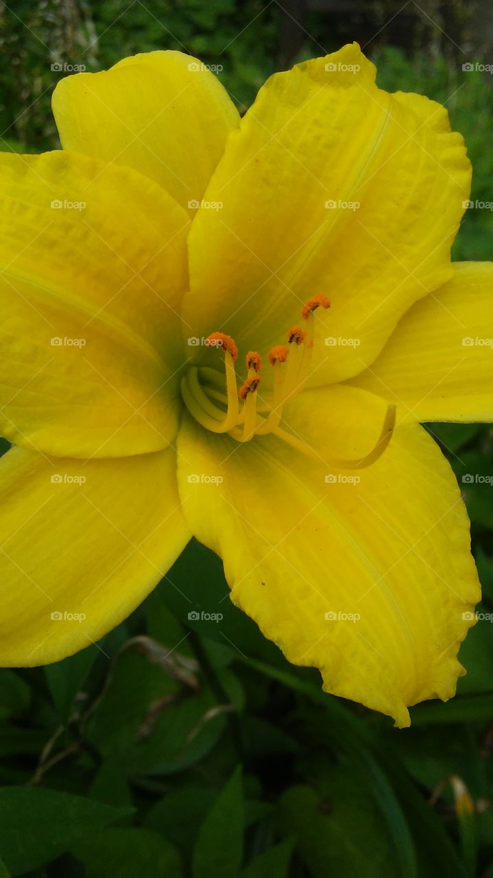 No Person, Nature, Flower, Flora, Garden