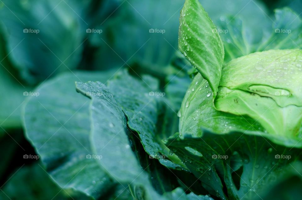 Top view of green cabbage leaves in the garden close up. Macro. Harvest time