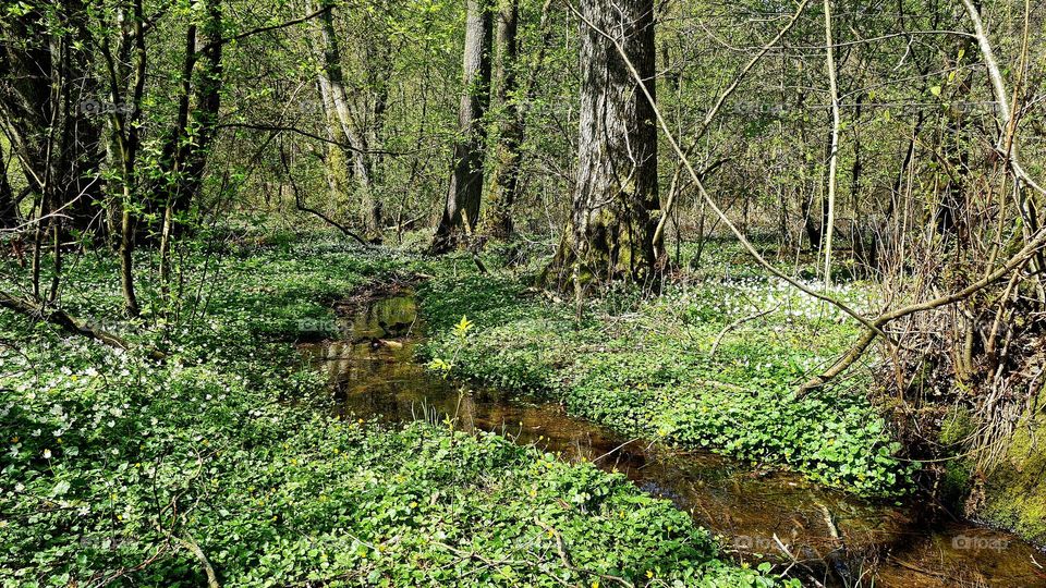 Stream in the woods