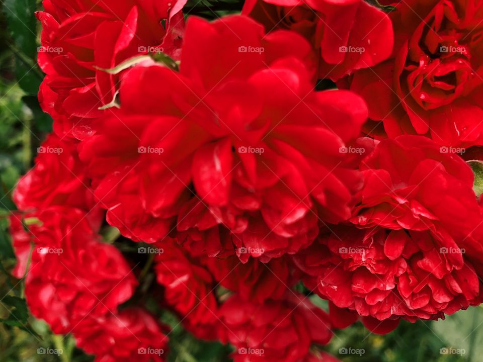 Closeup of beauty red roses