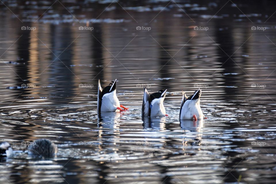 Ducks swimming in river