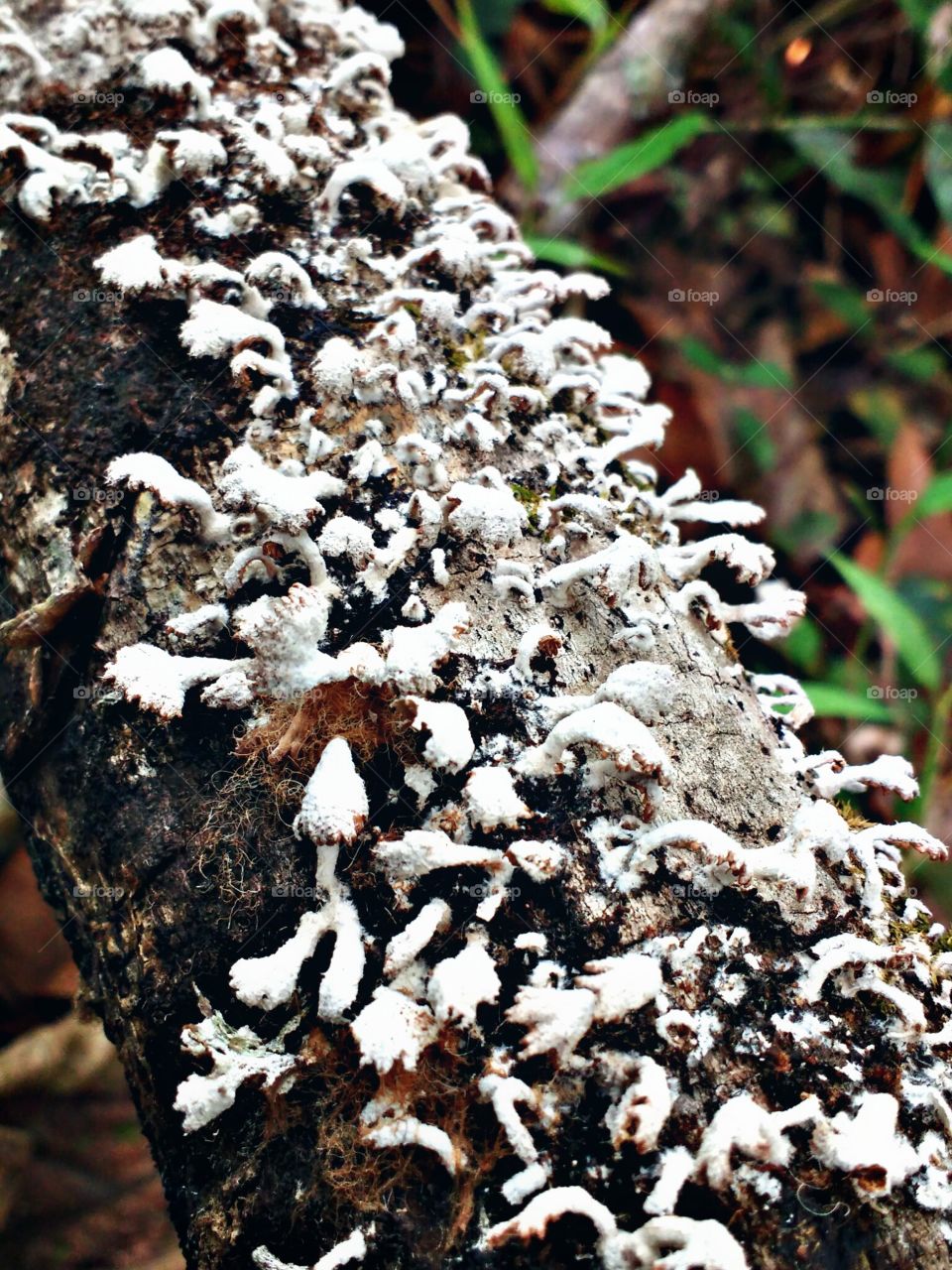 fungus