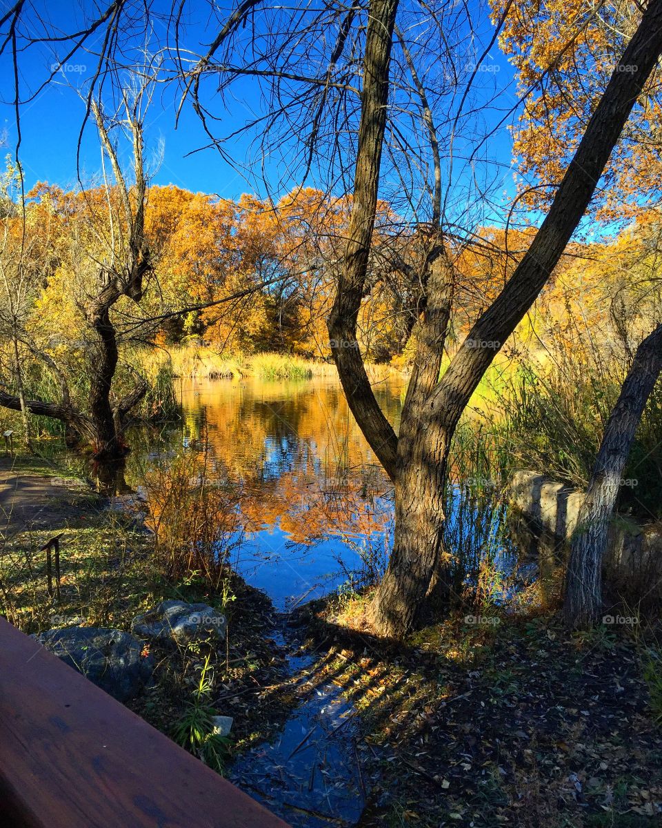 Fall Heart Shadows