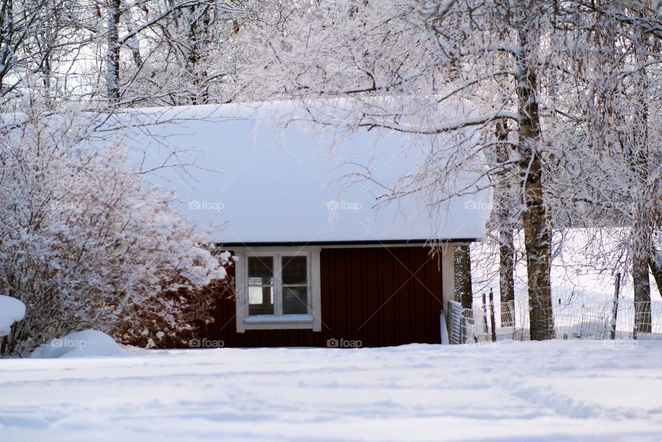 Snow, Winter, Cold, Frozen, Frost