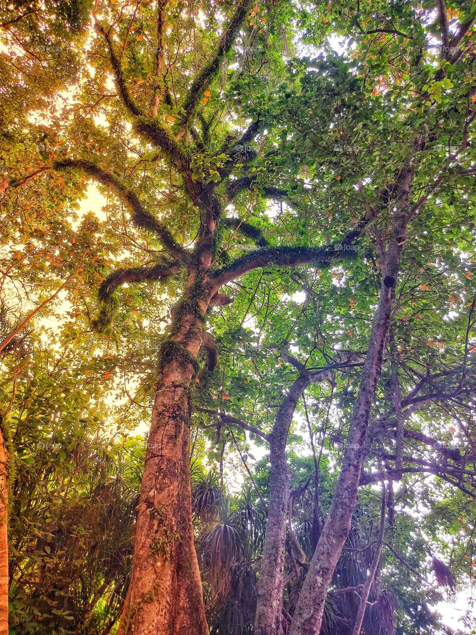 Oldd tree on a small island