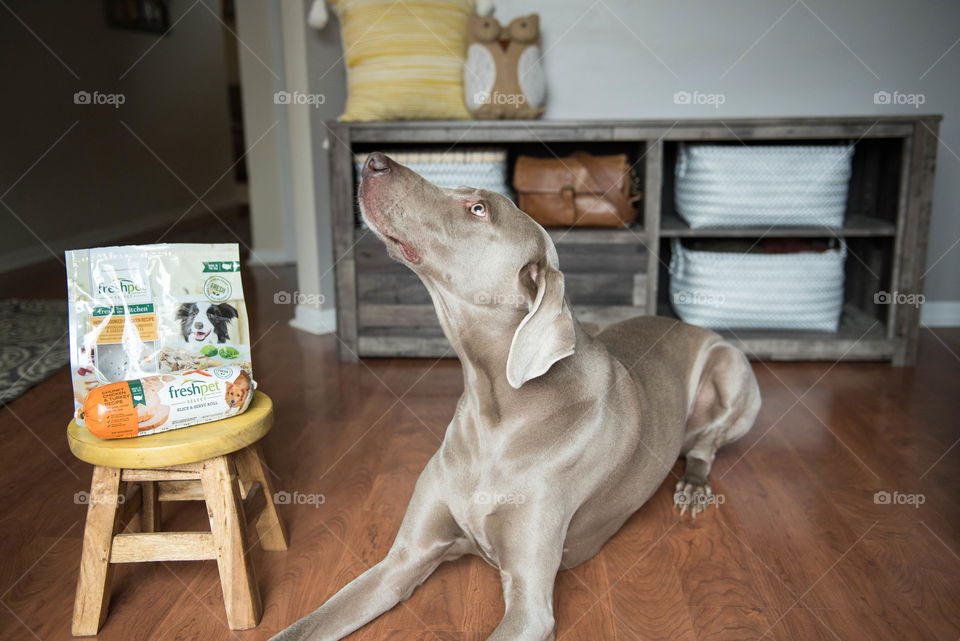 Weimaraner dog laying on the floor and waiting for food