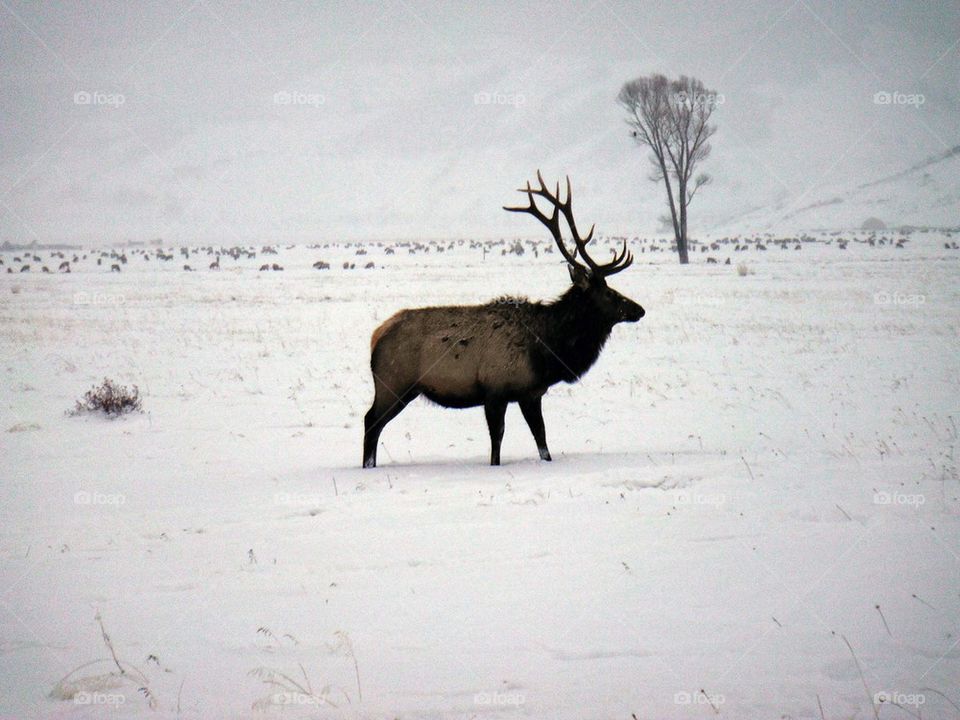 Elk