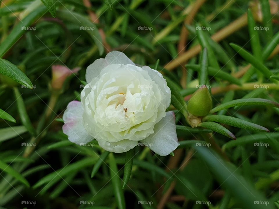 my beautiful Portulaca grandiflora