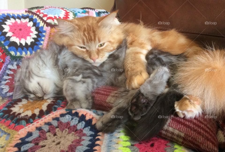 Maine coons