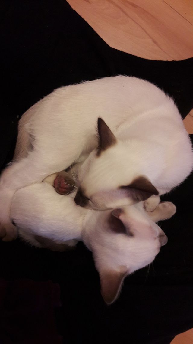 my babes