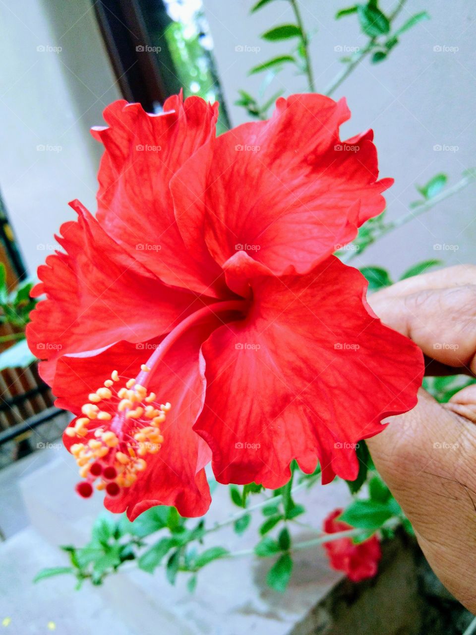 beautiful natural red flower. jpg