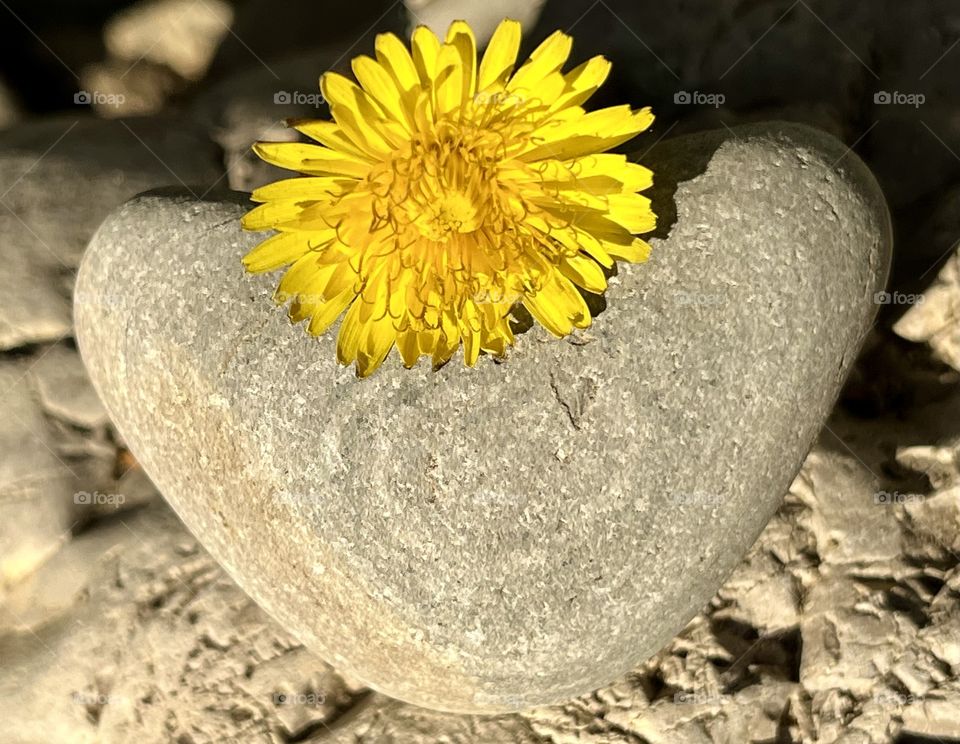 The heart of a heart rock