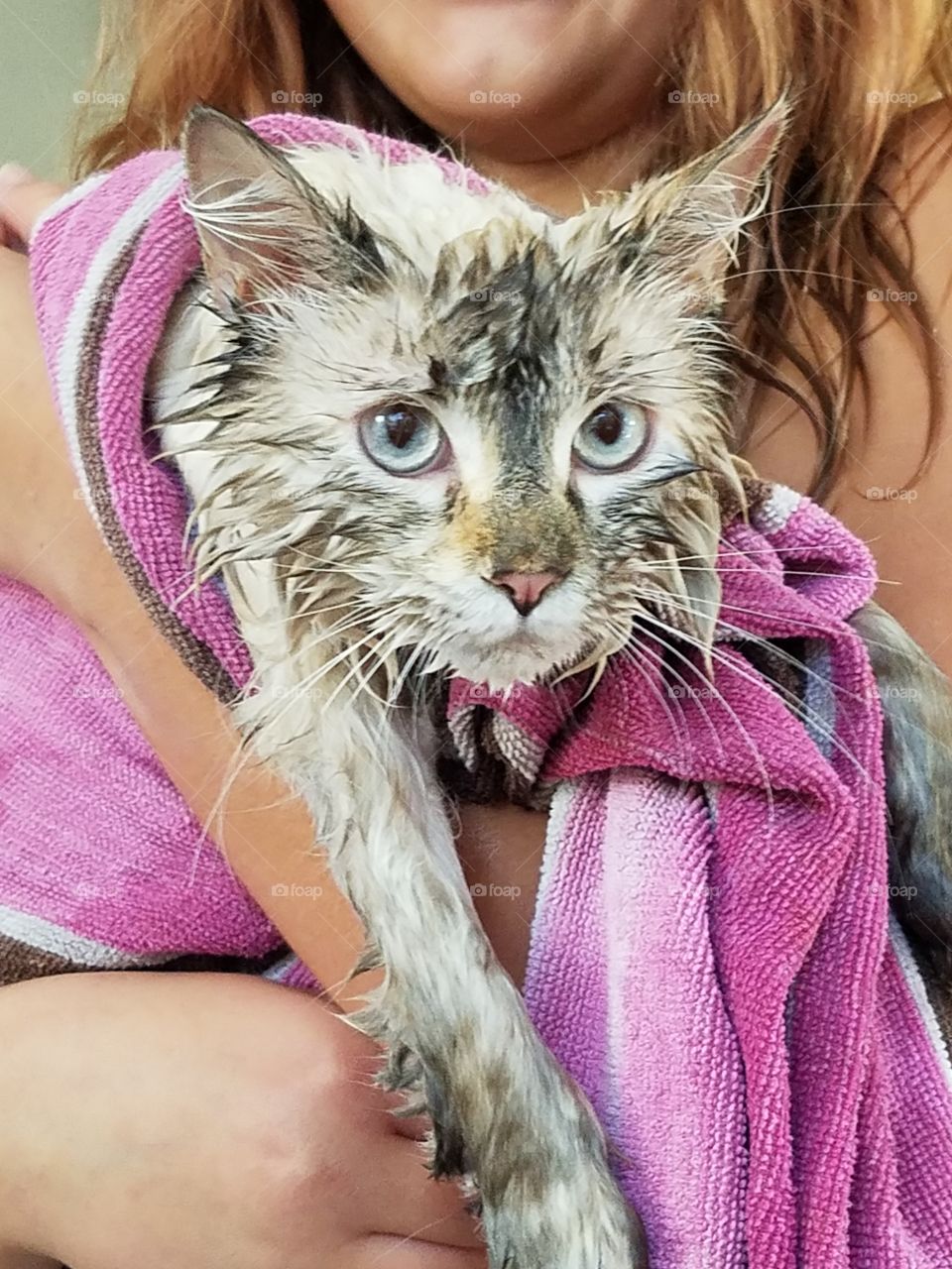 fluffy cat gets a bath