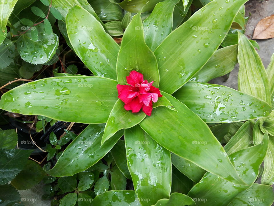 Nature, Leaf, Flora, Flower, Garden