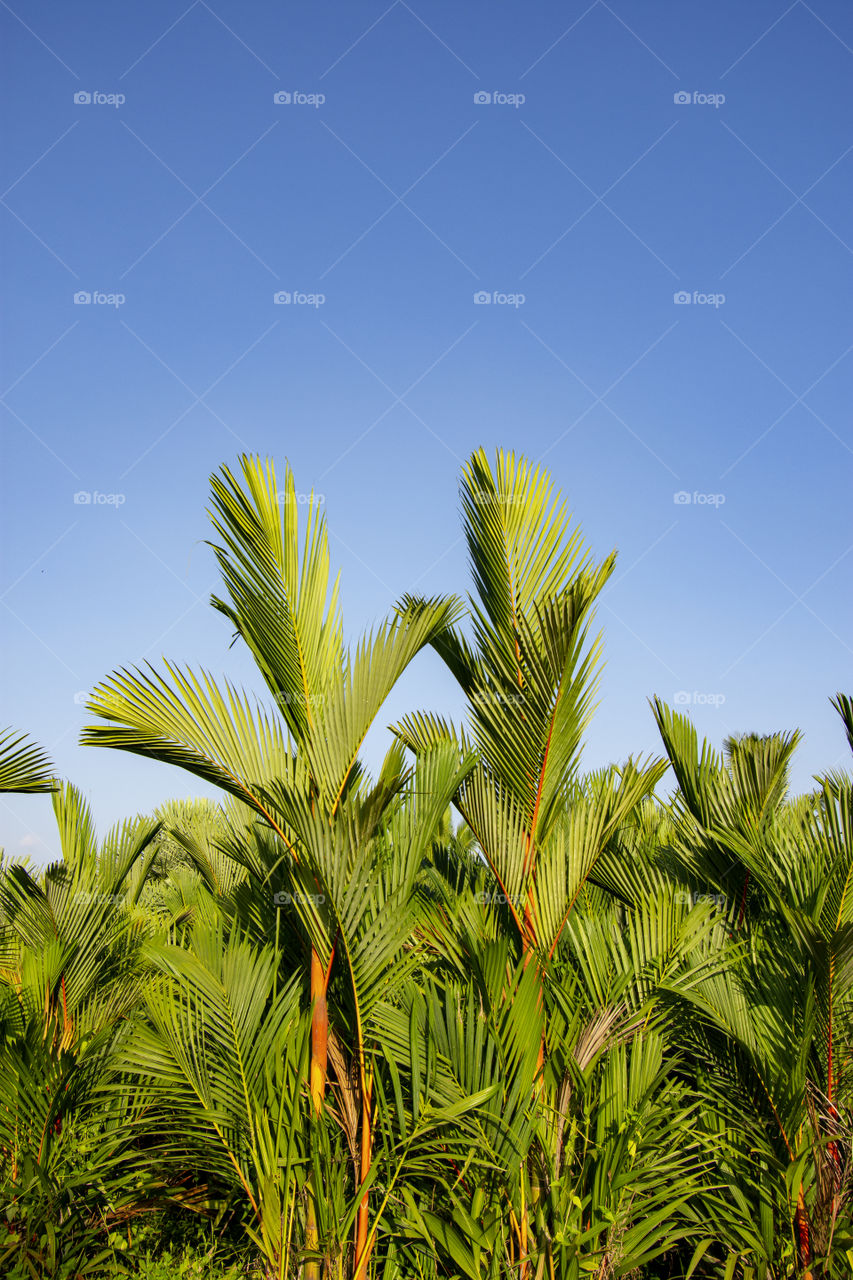 palm leaves