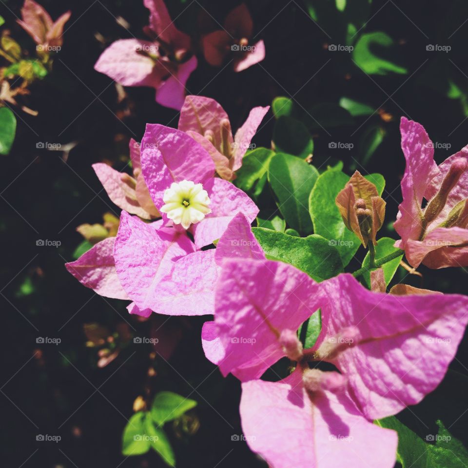 Closeup of small yellow bougainvillea flowers surrounded by pink leaves.