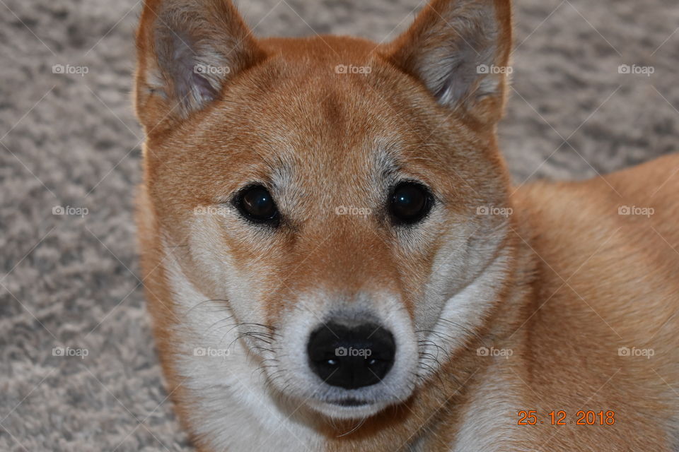 shiba inu